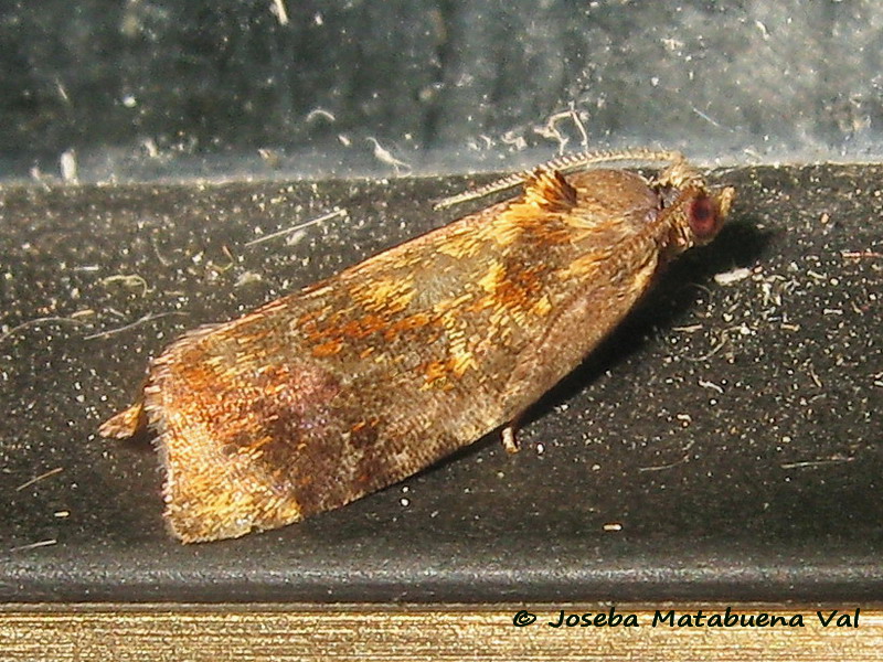 Falena da id - Ditula angustiorana, Tortricidae